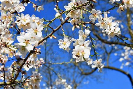 春树美丽的花朵杏仁季节树木白色的图片