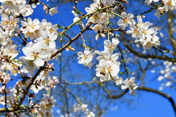 春树美丽的花朵杏仁季节树木白色的图片