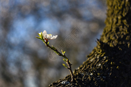 明亮的白色蓝春树美丽花朵杏仁图片