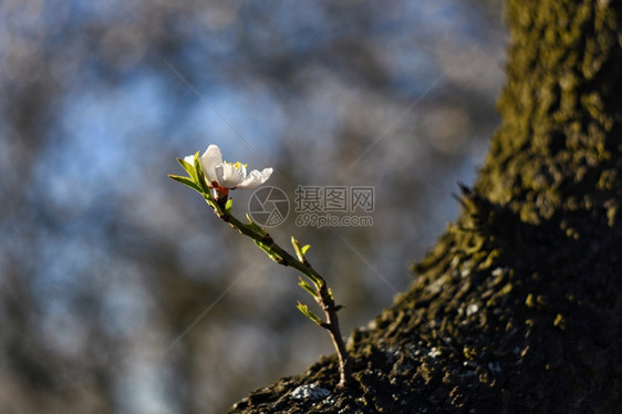 明亮的白色蓝春树美丽花朵杏仁图片