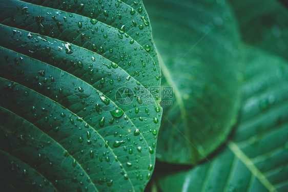 植被生活清晨的露水在日出时发亮绿叶上的雨水户外图片