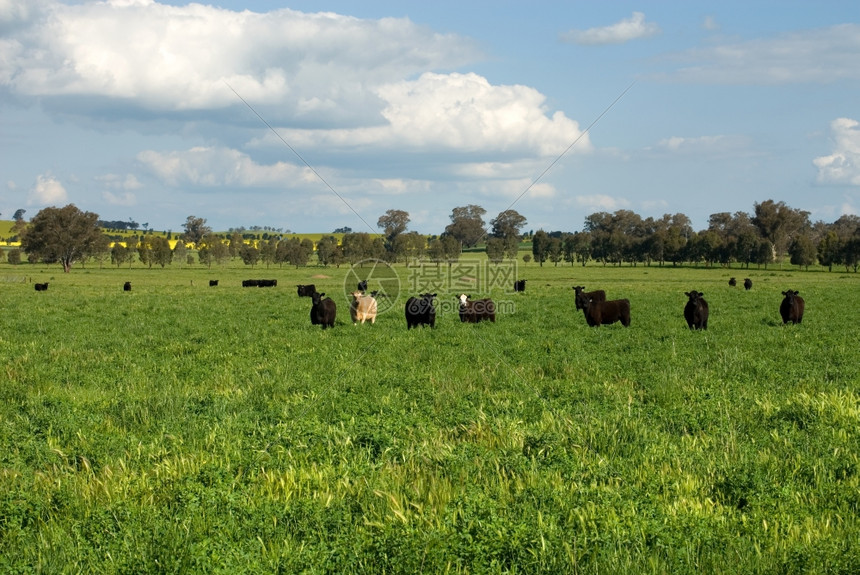 家畜鼻子奶牛澳大利亚新南威尔士Cootamundra附近的农田中牛群站在一片干燥的田地上图片