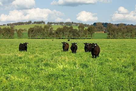 农场草地澳大利亚新南威尔士Cootamundra附近的农田中牛群站在一片干燥的田地上靠近图片