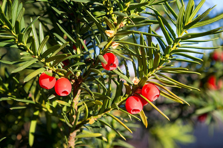 成熟植物群红豆杉树果针叶背景图片