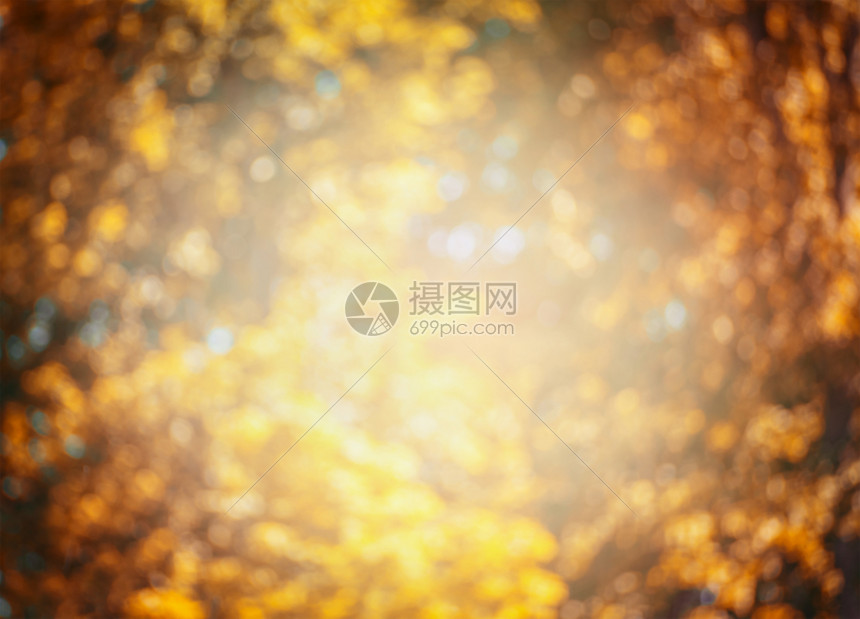 阳光明媚的秋天风景布基树木和叶灯闪耀秋季图片