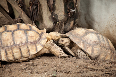 之内荒野濒危动物园内的大型海龟繁殖区卡拉帕斯的风格和颜色不同寻常图片