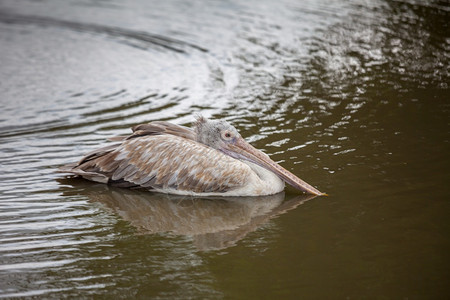 鸟类学外部在水上站立的金石达马提亚喙图片