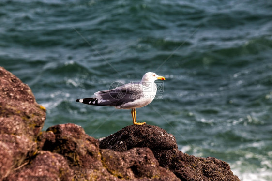 孤单的海鸥笼罩在靠近洋的岩石上支撑海滨翅膀图片