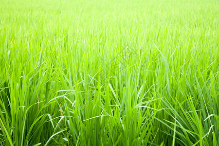 驾驶农村种植稻米的田地绿树苗垃圾摇滚图片