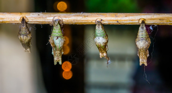 循环蛱蝶科昆虫养殖蝴钴外来昆虫物种蛋白栽培背景的大型闭合图片