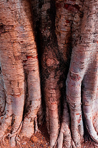 皱纹分支木制的树干结构天然棕色和绿树荫幕底干结构背景图片