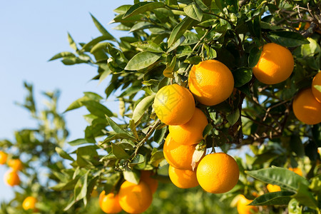 橙子树上的橙子高清图片