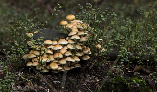 生长的小蘑菇图片