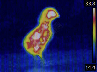 测试使用红外摄像头测量小鸡温度辐射热计高图片