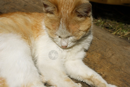 男人树干红头发的流浪汉用你闭着眼睛睡猫无家可归图片