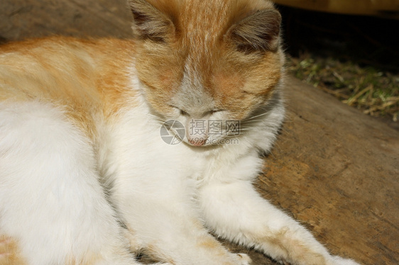 男人树干红头发的流浪汉用你闭着眼睛睡猫无家可归图片