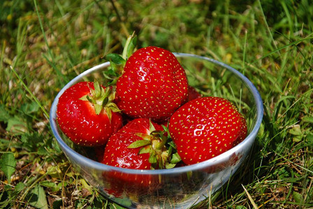 绿草地上玻璃碗里的新鲜草莓食物茶点营养丰富图片