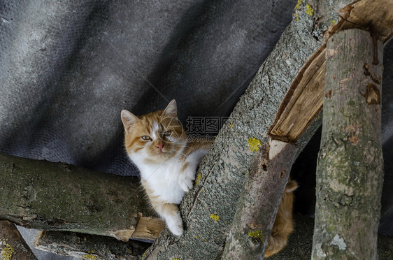 哺乳动物镇美丽的黄色猫在保加利亚欧洲Zavet附近的森林中一个掩蔽处屋顶的木梁下停留在束上黄色的图片