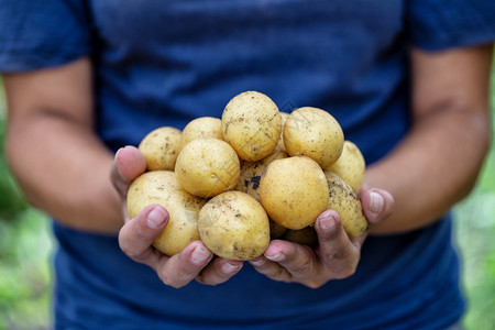 有机食品健康营养和收成的概念农民妇女手中的土豆场地蔬菜花园图片