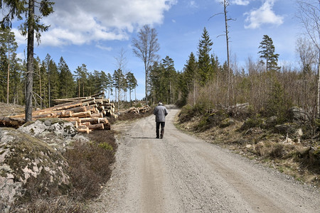 碎石森林中的路在春天与一个行走男子在春季绿色一种图片