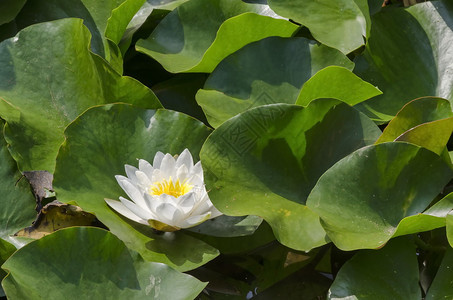 黄色的多年生垫保加利亚索非湖中白水百合和花板的缝保加利亚索非图片