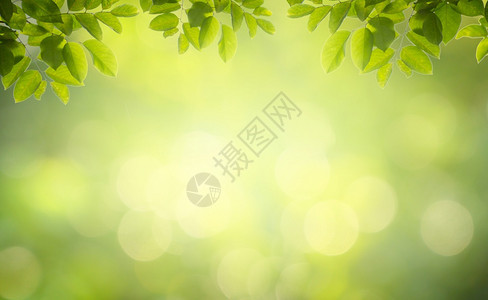 柔软的叶背景bokeh模糊绿色背景抽象的天图片