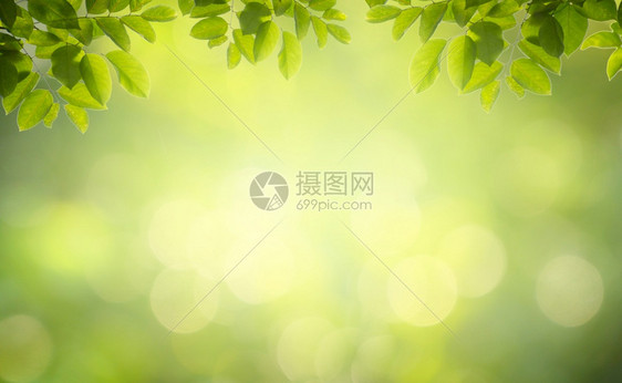 柔软的叶背景bokeh模糊绿色背景抽象的天图片