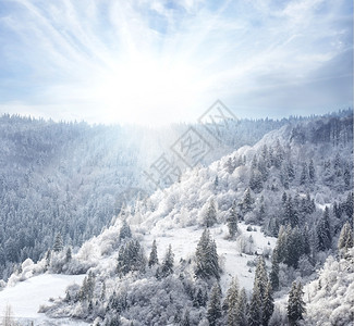 圣诞节树山坡上的雪覆盖着白森林山坡上的雪覆盖着白森林在明亮的太阳下图片