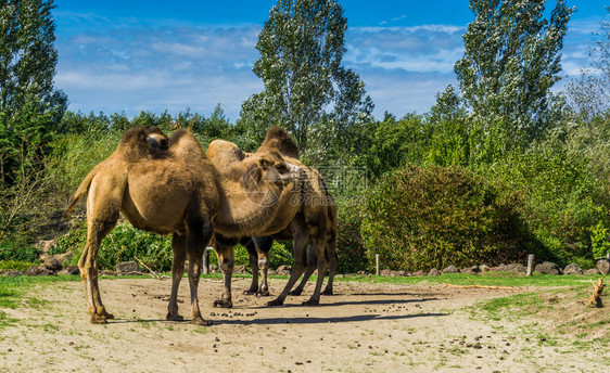 蓝色的毛皮在自然景观中齐聚一堂的双撞骆驼群树木图片