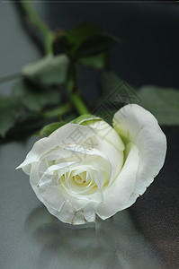 天美丽白玫瑰花色的图片