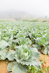 薄雾农业菜区种植的高山寒冷春天生产图片