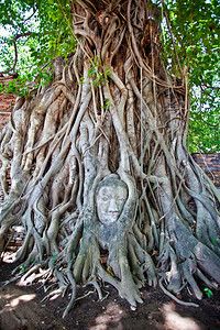 AyutthayaThaise的沙石佛之首树雕像杂草丛生图片