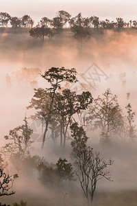 环境阴影春林的明亮日出森图片