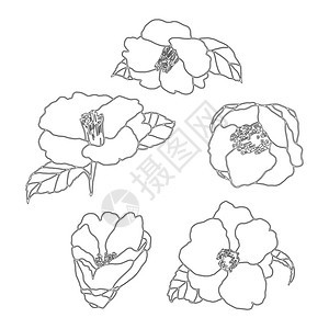 茶花卡美莉娅手绘画的插图线上工艺的花朵绘画开鲜设计原背景的详细朵元素邀请书法图片