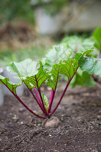 年轻绿色甜菜根植物生长在床上的有机甜根幼苗寻常的紫色图片