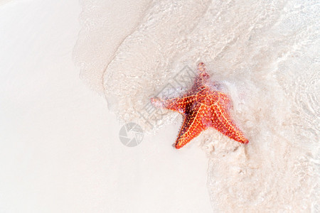 热带白沙明水中有红海星在清水中有红海星光滑的岸线支撑图片