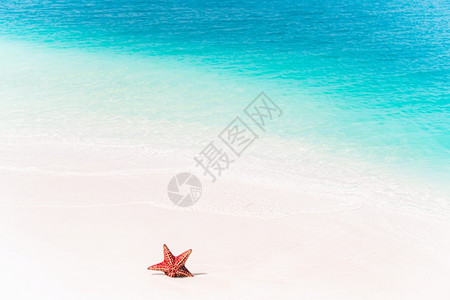夏季海滩旁边的海星图片