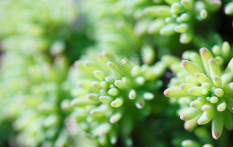 颜色细节花园多肉植物特写自然微距摄影多肉植物特写图片