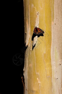 冬天昆虫一种只皇帝蝴蝶展示在以黑色复制空间位置的乌卡利普图斯树皮上地点是PismoBeachMonarchButterflyGr图片