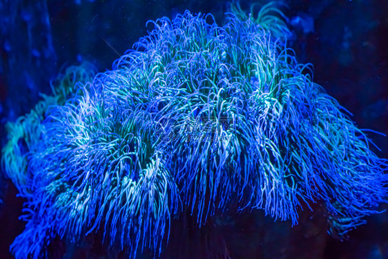 热带美丽的闪亮蓝色大海阿丽莫纳动物植在近视梦中像海洋地貌背景一样礁充满活力图片