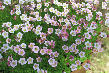 园艺干净的充满活力鲜花苔许多明亮的花朵图片