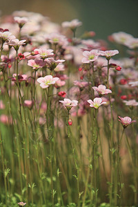 开花鲜艳的朵背景粉彩充满活力荒野图片