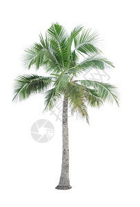 象征植物群复制以白色背景隔离的椰子树用于广告装饰建筑夏季和沙滩概念的白底幕图片