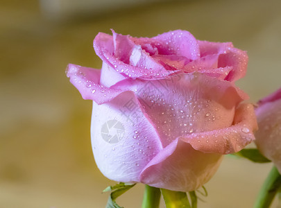 情人节美丽的粉红色玫瑰露在模糊的背景上带复制空间天黑色的图片