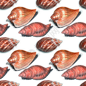 丰富多彩的蛤生活贝壳无缝图案标记画贝壳无缝图案标记画图片