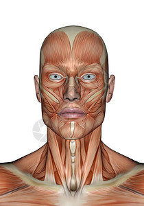 生物学使成为在白色背景中被孤立的人类现实主义头部肌肉人体的头部肌肉3D成人图片