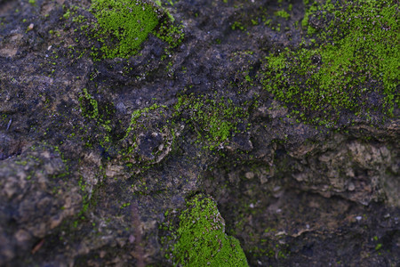 户外菌雨在岩石表面背景图像上生长的绿苔草质图片