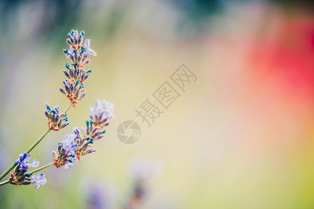 蓝色的花朵开模糊园或公背景上的精美薰衣草花图片