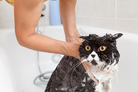 品种猫洗澡或淋浴给波斯种猫缸图片