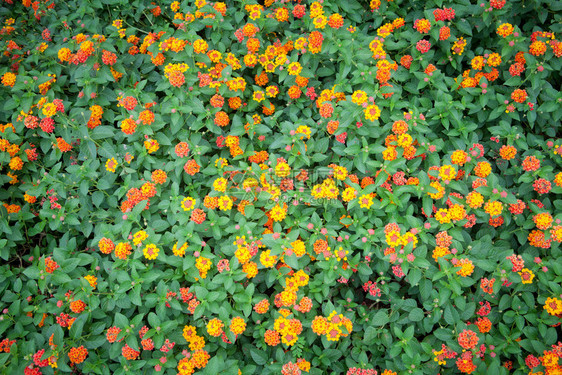 美丽的场地门户14橙花的外野作为背景图片